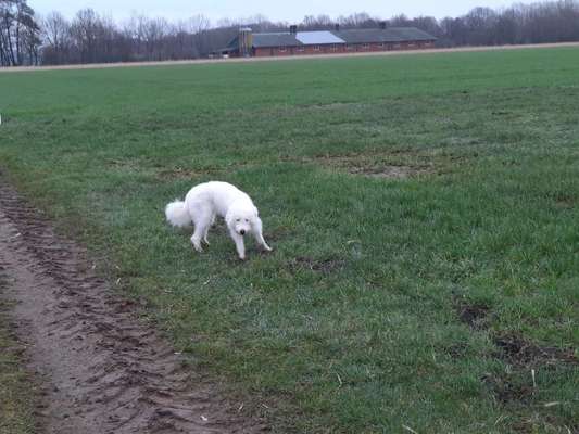 TierschutzhundeStammtisch🐕-Beitrag-Bild