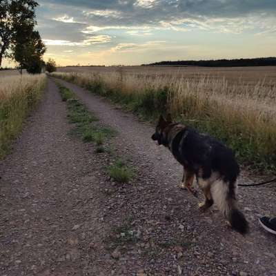 Hundetreffen-Training (Social Walk)-Bild