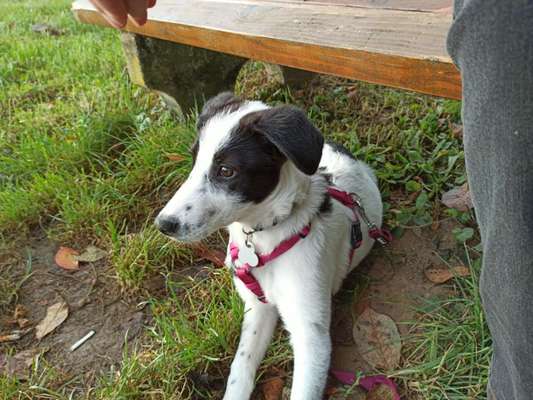 Hundetreffen-Hundetteffen zur sozialisierung und einfach so-Bild