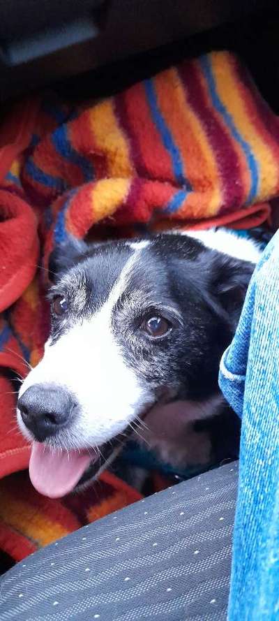 Darf der Hund bei Euch im Bett schlafen?-Beitrag-Bild