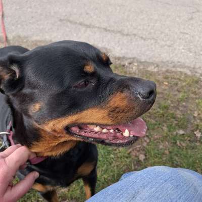 Hundetreffen-Hundetreffen-Bild