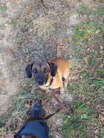 CHALLENGE NR. 19 - Der Hundeblick-Beitrag-Bild