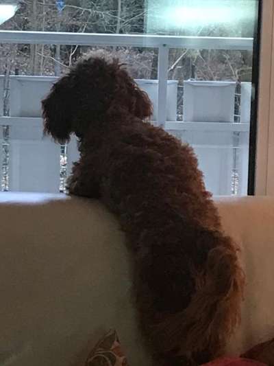 Ich möchte mir einen Hund zulegen.-Beitrag-Bild