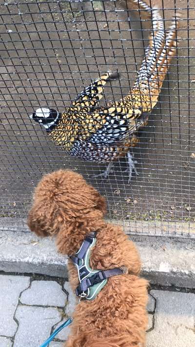 Ich möchte mir einen Hund zulegen.-Beitrag-Bild