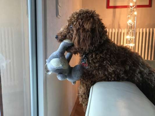 Ich möchte mir einen Hund zulegen.-Beitrag-Bild