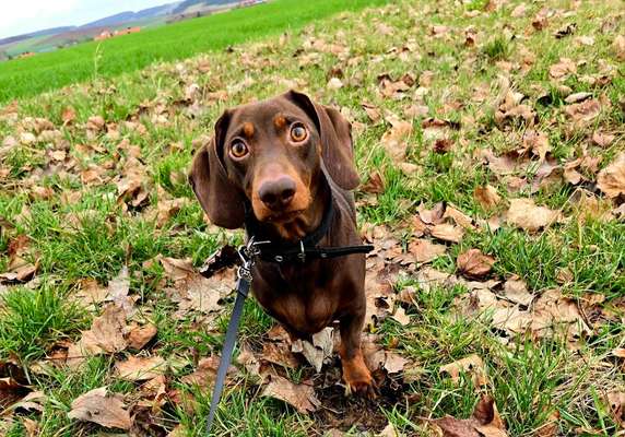 Hundetreffen-Mit hunden spielen-Bild