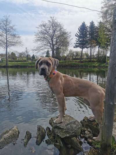 Dogorama-Monats-Challenge-Mai "Wasser"-Beitrag-Bild