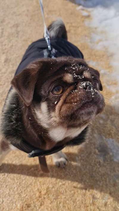 Hundetreffen-Play Date-Bild