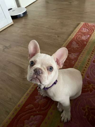 Französische Bulldoggen-Beitrag-Bild