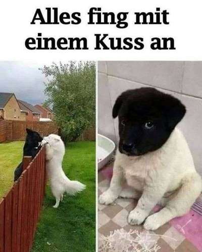 Hunde Memes-Beitrag-Bild