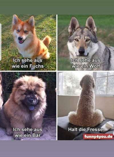 Hunde Memes-Beitrag-Bild