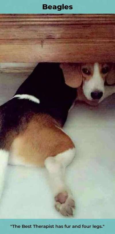 Hunde Memes-Beitrag-Bild