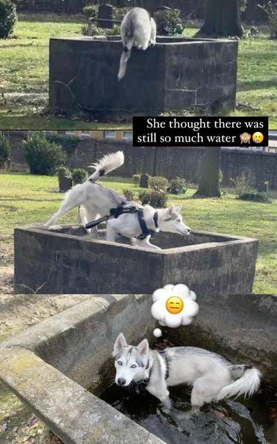 Hunde auf dem Friedhof-Beitrag-Bild