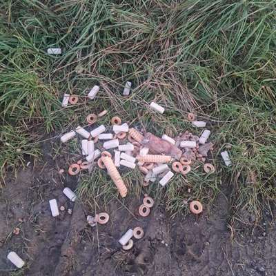 Giftköder-Totes Wildtier (vermutlich Dachs)-Bild