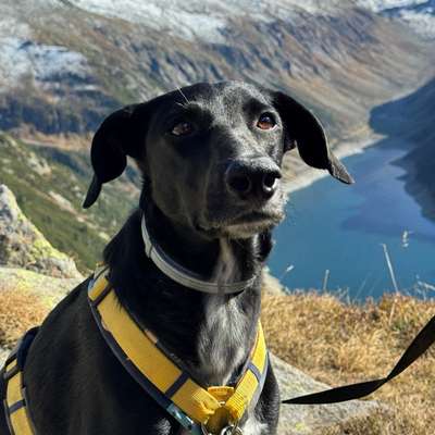 Hundetreffen-Hundekontakt üben-Bild