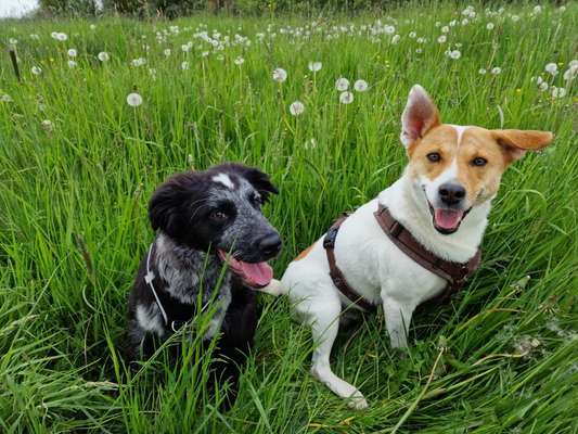 Hundetreffen-Ältere Welpen/ jüngere Junghundtreffen (4-8 Monate)-Bild