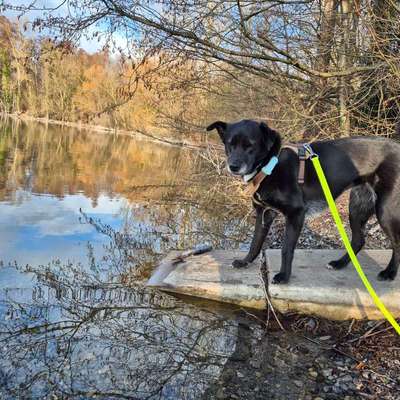 Hundetreffen-Spazieren/Sozialverhalten/Training-Bild
