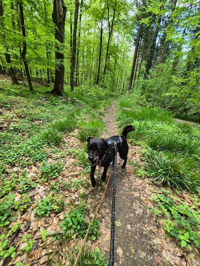 Hundetreffen-Gassirunde und Spielen-Bild