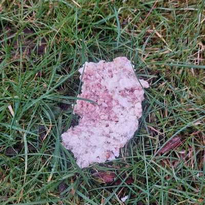 Giftköder-Evtl Giftköder-Bild