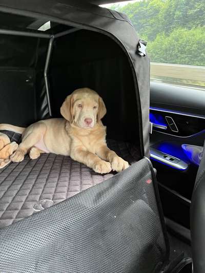 Hundetreffen-Welpentreffen gewünscht-Bild