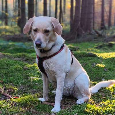 Hundetreffen-Social Walk mit reaktiven Hund-Bild