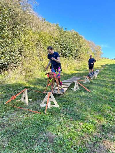 Hundetreffen-Canicross oder joggen-Bild