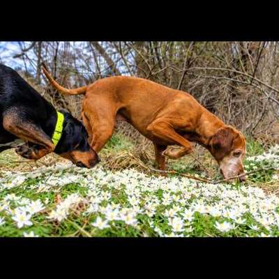 Jagdhund glücklich machen – was sind eure Ideen?-Beitrag-Bild