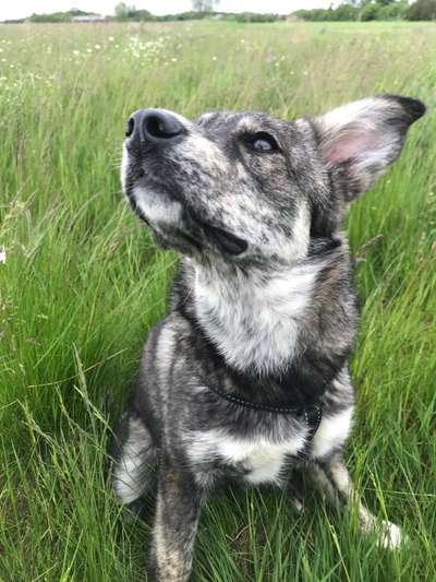 Die Dogorama Monats Challenge "Es grünt und blüht"-Beitrag-Bild