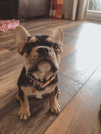 Welpen Bilder !-Beitrag-Bild