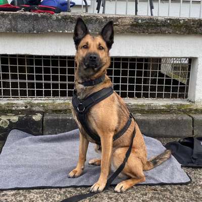 Hundetreffen-Buddys kennen lernen und flitzen🐕‍🦺🦮-Bild