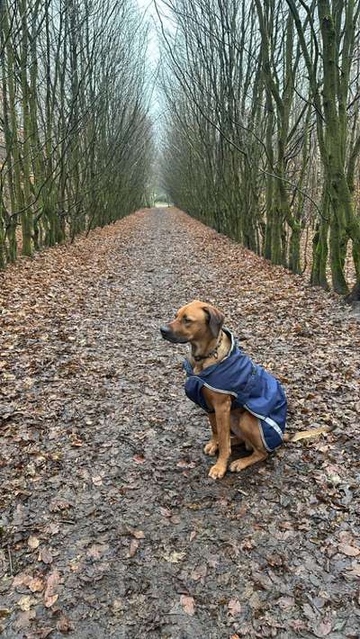 Hundetreffen-Spiel- und Spazierstunde-Bild