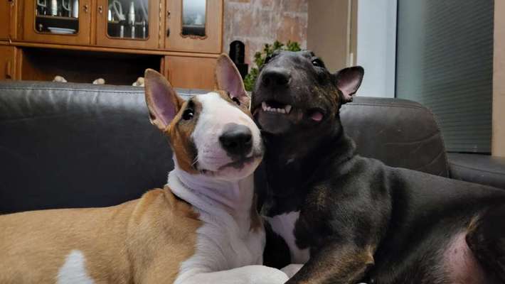 Miniatur Bull Terrier-Beitrag-Bild