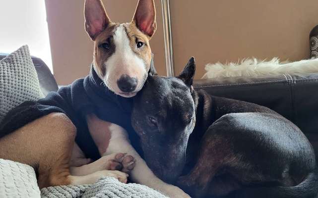 Miniatur Bull Terrier-Beitrag-Bild