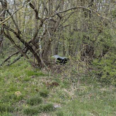 Giftköder-Totes Tier unter Blech-Bild