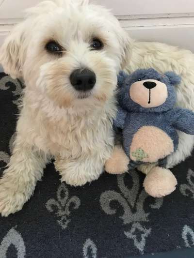 Maltipoo Freunde-Beitrag-Bild