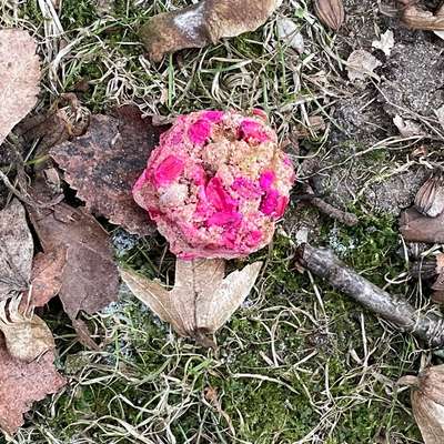 Giftköder-Giftköder Hohnerkampsiedlung-Bild