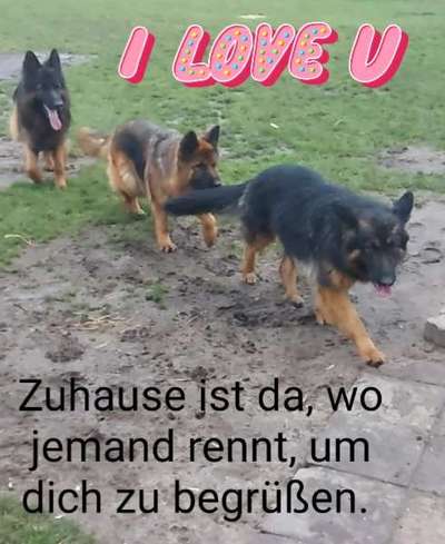 Fotochallenge 66 ~ Rennaction -Zeig deinen Hund im Lauf-Beitrag-Bild