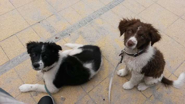 BIG LOVE :) mit 2 Hunden❣️-Beitrag-Bild