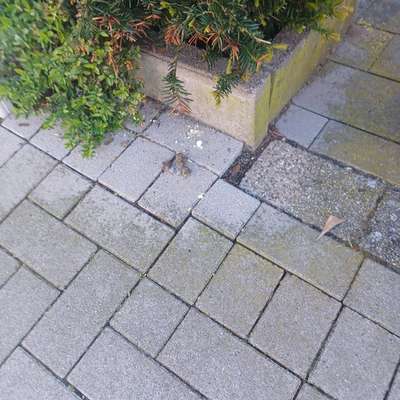 Giftköder-Giftköder-Bild