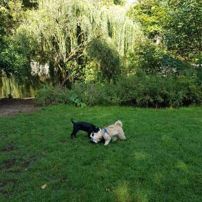 Hundeauslaufgebiet-Eilenau/Von-Essen-Straße-Bild