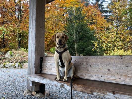 Labradorfans-Beitrag-Bild