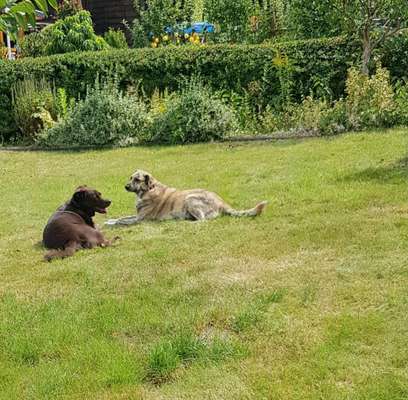 Die Dogorama Kalender Challenge 4/4-Beitrag-Bild