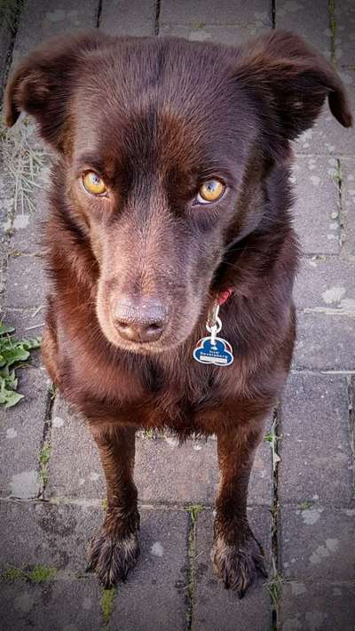 Wasserphobie bei Hunden-Beitrag-Bild