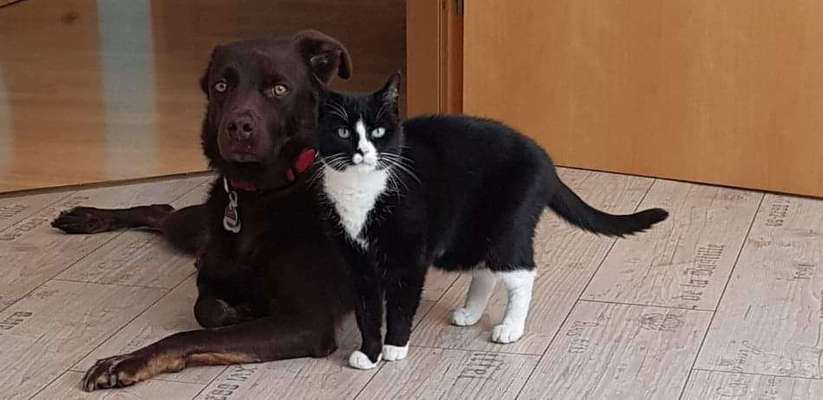 Zusammenführung von Hund und Katze-Beitrag-Bild