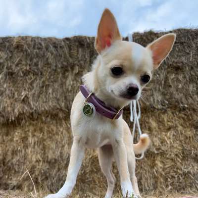 Hundetreffen-Chihuahua Junghundetreff