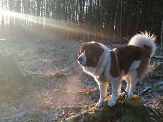 Herdenschutzhunde-Beitrag-Bild