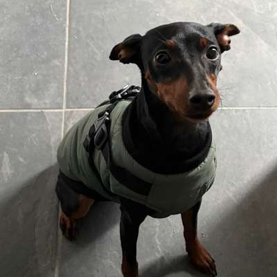 Hundetreffen-Suche nach Spielkameraden-Bild