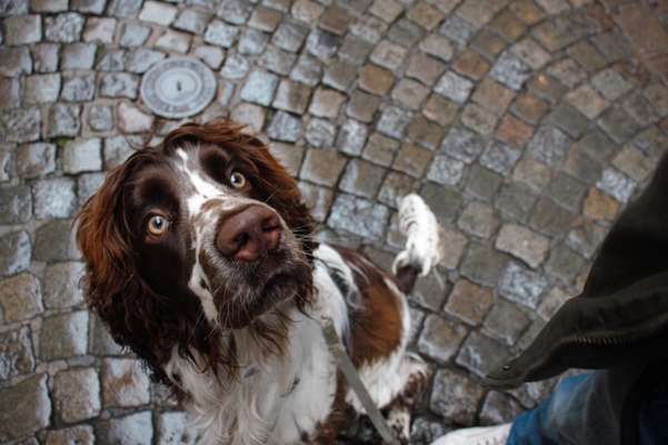 Springer Spaniel-Beitrag-Bild