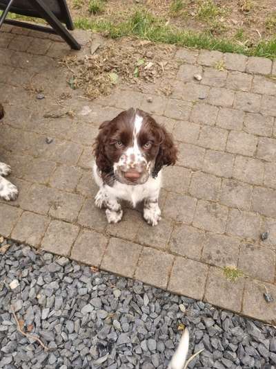 Springer Spaniel-Beitrag-Bild