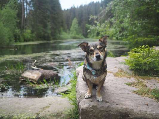 Die Dogorama Kalender Challenge Teil 3/4-Beitrag-Bild